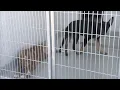 Want a free animal Free pet adoption event in Fresno