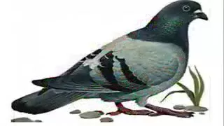 Caalaa Bultumee Alagaan Nama Nahu Dhaloota Malee New Oromo Music 2018 