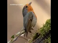 Download Lagu salam namaste | haste haste | beutiful bird having food. #shorts