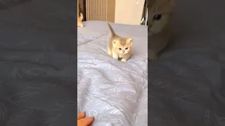 قطه نونو صغيره 