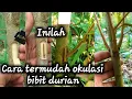 Download Lagu Inilah cara termudah okulasi bibit durian