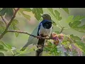 Spring Symphony of Birds 🐦 Gentle Piano & Enchanting Birdsong for Deep Relaxation