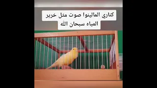 سبحان الله تغريد طائر الكناري مالينوا 
