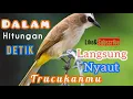 Download Lagu Dalam Hitungan Detik Langsung Nyaut Trucukanmu || Suara Pancingan dan Masteran Trucukan
