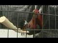 Chaves County Sheriff s Office trying to crack down on cockfighting