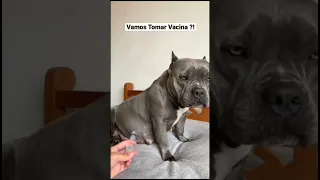 كلب يعض صاحبو دكتور تطعيم Dog اكبر إبرة 