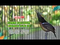 Download Lagu Konin Gacor Isian MEWAH‼️ COCOK untuk Masteran Murai Batu dan Pancingan Burung Bahan ( Episode 05 )