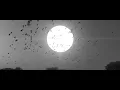 You Are #9 (feat. Mark Guiliana, Chris Kimmerer, Tim Lefebvre, Max Bernstein)