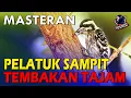 Download Lagu Masteran PELATUK SAMPIT Gacor | PELATUK BERAS nembak tajam