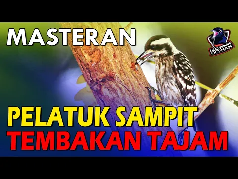 Download MP3 Masteran PELATUK SAMPIT Gacor | PELATUK BERAS nembak tajam