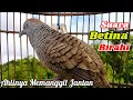 Download Lagu Suara Betina Birahi - Perkutut Betina Memanggil Jantan || The female turtle dove calls the male