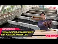 Lagu Sukses Ternak Cacing, Pemuda ini Sebulan Memasok Cacing 850 Kg (Harga 40 Ribu/Kg)