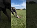 Download Lagu The elephant: HOLD ON BUDDY I WILL SAVE YOU. #shorts