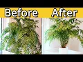 Tidying Up My Parlour Palm