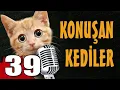 Lagu Konuşan Kediler 39 - En Komik Kedi Videoları