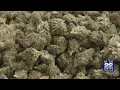 State lawmakers consider bringing Cannabis Cafes to Massachusetts