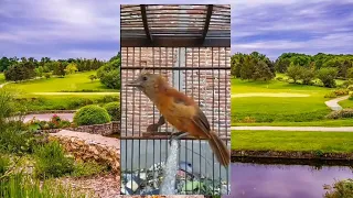 cucak emas papua gacor suara emas luar biasa cucakemaspapua cucakemasgacor