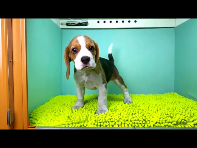 動画