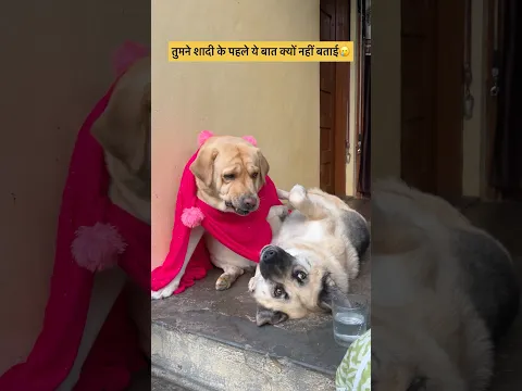 Tum daru piyt 😂 || labra rubi || #shorts #youtubeshorts #labrador #dog #funny #memes #viral #cute