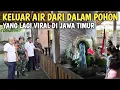 Download Lagu Merinding !! Pohon sakti keluar air sejak jaman majapahit lagi viral di jawa timur