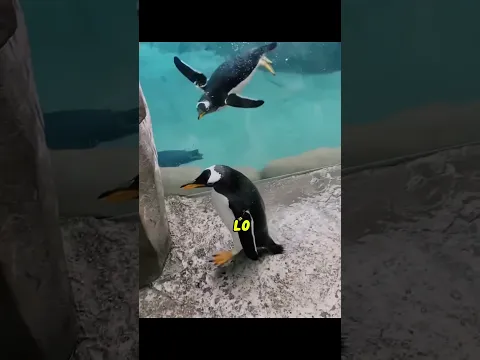 Esse Pinguim fez uma missão impossível! 🐧 (parte 02)