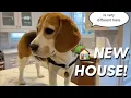 Introducing Oliver s new house