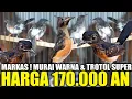 Download Lagu AKHIRNYA KETEMU ! MARKAS MURAI BATU WARNA \u0026 TROTOL JAHAT !!! SEMUA DIJUAL MULAI 170.000 AN