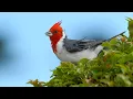 Red-crested Cardinal Paroaria coronata 4K