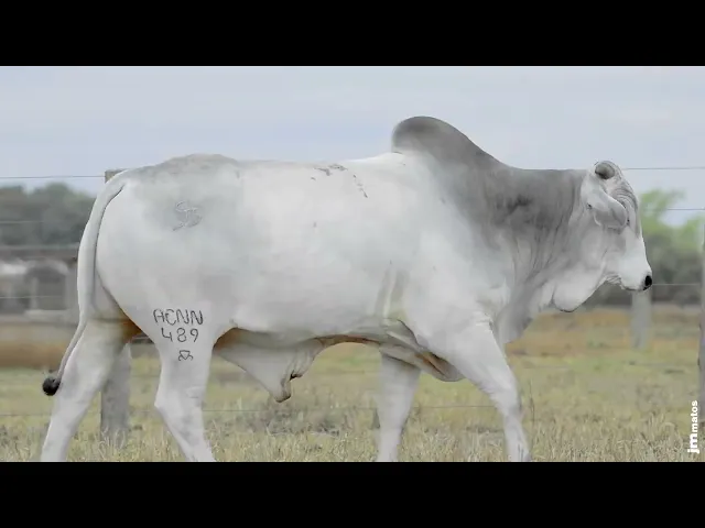 Touro Nelore ACNN - 489