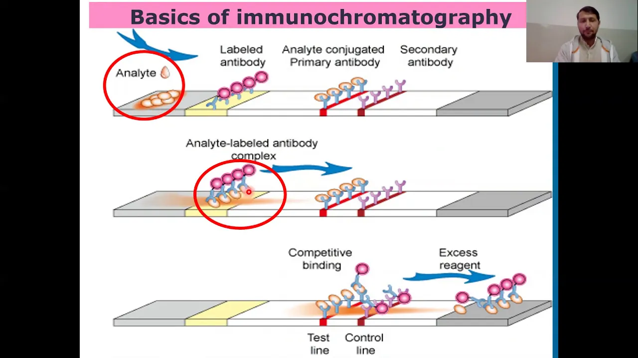 Immunochromatographic Assay or Technique I Guide to Immunochromatographic Assay
