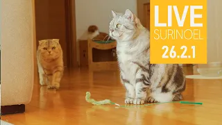 🔴26.2.1 수리노을 고양이 생방송 Cat LIVE (feat. 치순 chisoon & 콩 Kong)【SURI&NOEL】  😺📹