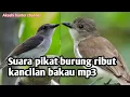 Download Lagu suara pikat burung ribut kancilan bakau mp3