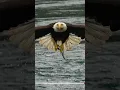 Download Lagu Must SEE!! Extreme close up off a Bald Eagle snatching a fish from a whirlpool. #eagle #bird