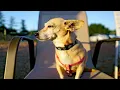 How To Take Care of Chiweenie Are Chiweenies good dogs How much are Chiweenie dogs worth