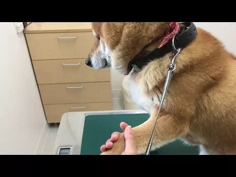 診察台に乗せられて人生終わった表情でお手する柴犬 Shibe got on the examination table and became a give up facial expressions.