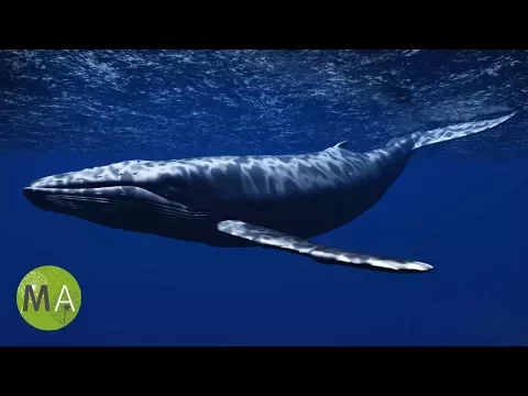 Download MP3 Underwater Whale Sounds - Full 60 Minute Ambient Soundscape