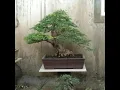 inspirasi bonsai ILENG-ILENG (phyllanthus reticulatus poir) YANG LAGI NGETREND.