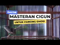 Download Lagu ciblek gunung gacor ngotot bunyi suara variasi