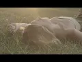 Ingrid Andress - Things That Haven't Happened Yet (Visualizer)