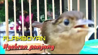 kicau burung plamboyan ngebren panjang untuk pancingan