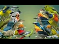 Download Lagu mp3 pikat semua jenis burung kecil besar di jamin lengket gak ada ampun....