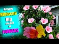 Everything on How To Grow Hibiscus Fertilizing Watering Potting Sun and Pest