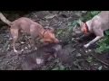 Download Lagu Anjing VS Babi Hutan | Berburu Babi Hutan Dengan Anjing