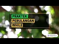 Pemrograman Dasar Kelas X - Tutorial Belajar Python Struktur Perulangan While