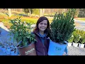 New Shrubs Have Arrived Gardening with Creekside
