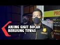 Download Lagu Polisi Tunggu Hasil Autopsi Korban Kasus Digigit Anjing