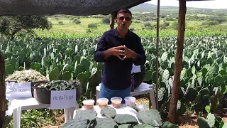 Uso da Palma Forrageira na Alimentação Animal