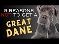 5 Reasons NOT to Get a Great Dane Dogs 101