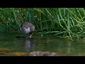 Download Lagu River Dart: A Hidden Haven for Wild Creatures(4K Documentary)