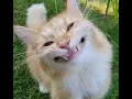 Download Lagu Ikan gantong kucing bingong Cover by TRUforce BAND